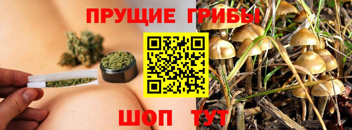 Псилоцибиновые грибы мицелий Красноперекопск